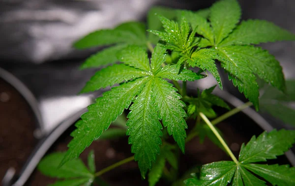 植生段階のプロセスでマリファナ植物。で大麻を栽培 — ストック写真