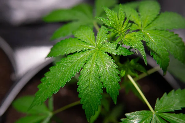 Planta de maconha em fase de vegetação processo. Cultivo de cannabis em — Fotografia de Stock