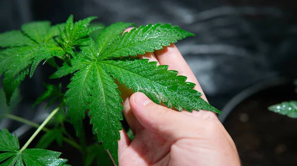 大麻植物在植被阶段的过程。种植大麻 — 图库照片