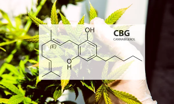 Molekula CBG