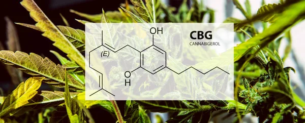 Molekula CBG