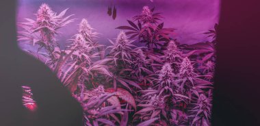 Profesyonel marihuana eğlence amaçlı kullanılıyor. Milenyum ve esrar kültürü