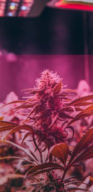 Profesyonel marihuana eğlence amaçlı kullanılıyor. Milenyum ve esrar kültürü