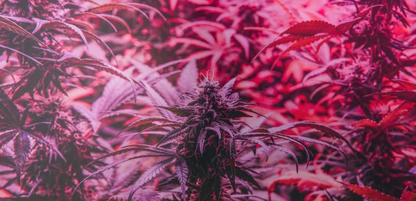 护理和种植休闲大麻 专业大麻在室内种植 — 图库照片