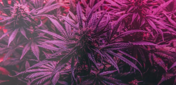 bakım ve eğlence marihuana ekimi. Kapalı mekanlarda büyüyen profesyonel esrar. 