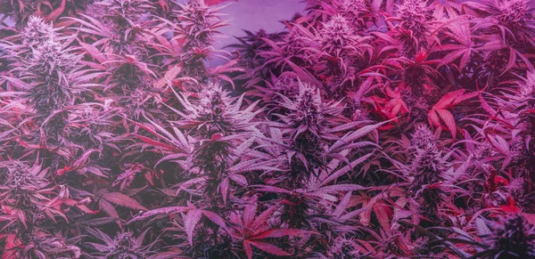 Vård Och Odling Fritids Marijuana Professionell Cannabis Växer Inomhus — Stockfoto