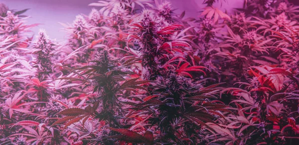 Vård Och Odling Fritids Marijuana Professionell Cannabis Växer Inomhus — Stockfoto