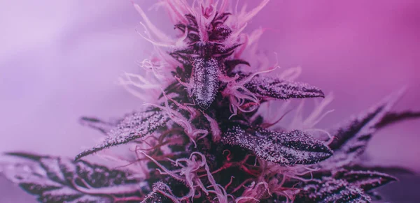 Verzorging Teelt Van Recreatieve Marihuana Professionele Cannabis Groei Binnenshuis — Stockfoto