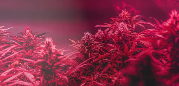 Profesyonel marihuana eğlence amaçlı kullanılıyor. Milenyum ve esrar kültürü