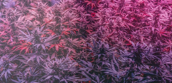 Professionell Marijuana Som Odlas Inomhus För Rekreation Millennials Och Cannabisodling — Stockfoto