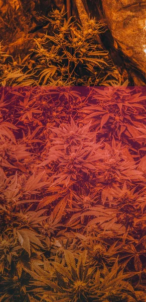 오락용으로 실내에서 재배하는 마리화나 홍당무 나비스 — 스톡 사진