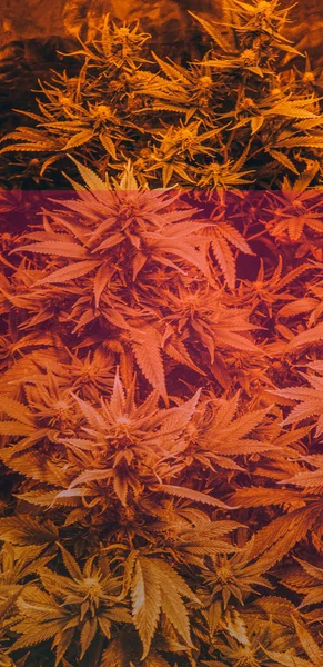室内种植供娱乐用的专业大麻 千年期和大麻文化 — 图库照片