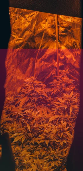 Marihuana Profesional Cultivada Interiores Para Uso Recreativo Millennials Cultura Del —  Fotos de Stock