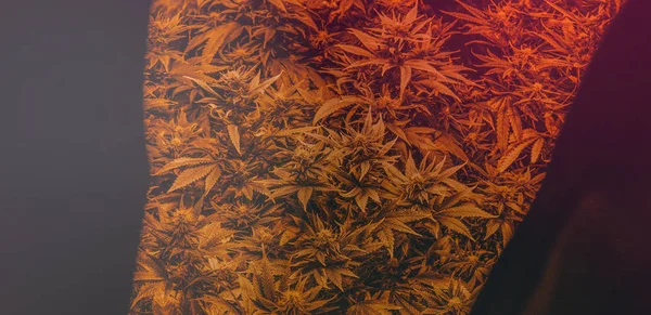오락용으로 실내에서 재배하는 마리화나 홍당무 나비스 — 스톡 사진