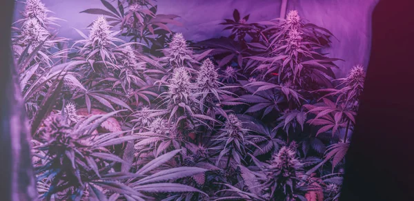 Professionell Marijuana Som Odlas Inomhus För Rekreation Millennials Och Cannabisodling — Stockfoto