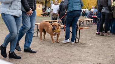 Kyiv, Ukrayna - 6 Ekim 2019: sokak köpeklerinin sergisi. Köpek O