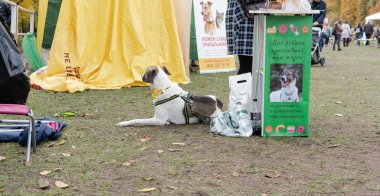 Kyiv, Ukrayna - 6 Ekim 2019: sokak köpeklerinin sergisi. Köpek O