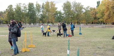 Kyiv, Ukrayna - 6 Ekim 2019: sokak köpeklerinin sergisi. Köpek O