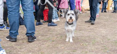 Kyiv, Ukrayna - 6 Ekim 2019: sokak köpeklerinin sergisi. Köpek O