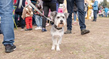 Kyiv, Ukrayna - 6 Ekim 2019: Barınaklardan köpek şovu. Köpek aşkı.
