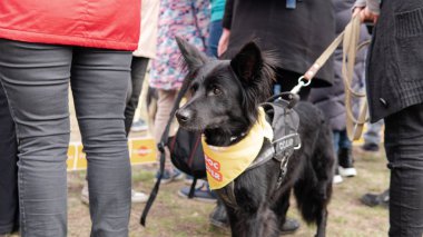 Kyiv, Ukrayna - 6 Ekim 2019: sokak köpeklerinin sergisi. Köpek O
