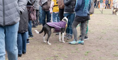 Kyiv, Ukrayna - 6 Ekim 2019: sokak köpeklerinin sergisi. Köpek O