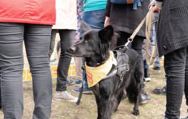 Kyiv, Ukrayna - 6 Ekim 2019: Barınaklardan köpek şovu. Köpek aşkı.