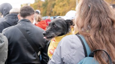 Kyiv, Ukrayna - 6 Ekim 2019: sokak köpeklerinin sergisi. Köpek O
