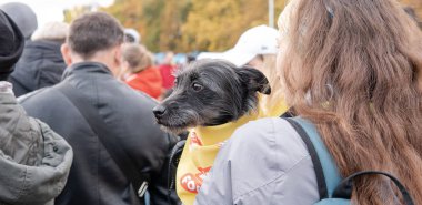 Kyiv, Ukrayna - 6 Ekim 2019: Barınaklardan köpek şovu. Köpek aşkı.