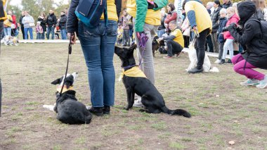 Kyiv, Ukrayna - 6 Ekim 2019: Barınaklardan köpek şovu. Köpek aşkı.