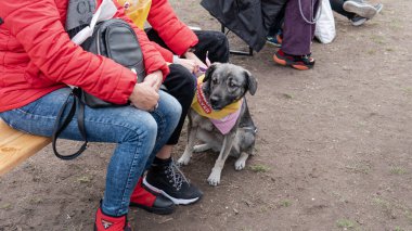 Kyiv, Ukrayna - 6 Ekim 2019: sokak köpeklerinin sergisi. Köpek O