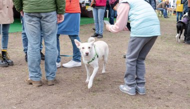 Kyiv, Ukrayna - 6 Ekim 2019: Barınaklardan köpek şovu. Köpek aşkı.