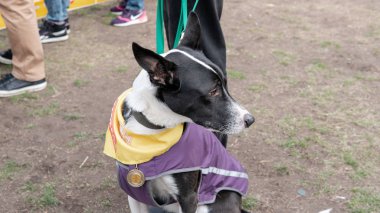 Kyiv, Ukrayna - 6 Ekim 2019: Barınaklardan köpek şovu. Köpek aşkı.