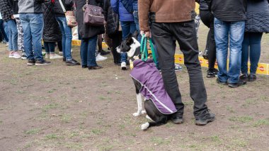 Kyiv, Ukrayna - 6 Ekim 2019: sokak köpeklerinin sergisi. Köpek O
