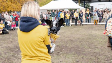 Kyiv, Ukrayna - 6 Ekim 2019: sokak köpeklerinin sergisi. Köpek O