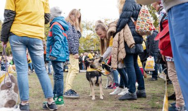 Kyiv, Ukrayna - 6 Ekim 2019: Barınaklardan köpek şovu. Köpek aşkı.