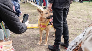 Kyiv, Ukrayna - 6 Ekim 2019: sokak köpeklerinin sergisi. Köpek O