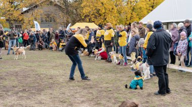 Kyiv, Ukrayna - 6 Ekim 2019: Barınaklardan köpek şovu. Köpek aşkı.
