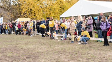 Kyiv, Ukrayna - 6 Ekim 2019: sokak köpeklerinin sergisi. Köpek O