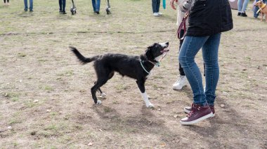 Kyiv, Ukrayna - 6 Ekim 2019: sokak köpeklerinin sergisi. Köpek O
