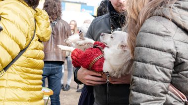 Kyiv, Ukrayna - 6 Ekim 2019: sokak köpeklerinin sergisi. Köpek O