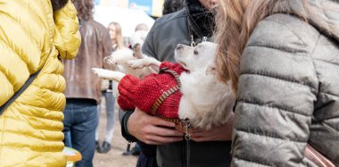 Kyiv, Ukrayna - 6 Ekim 2019: Barınaklardan köpek şovu. Köpek aşkı.