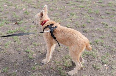 Kyiv, Ukrayna - 6 Ekim 2019: Barınaklardan köpek şovu. Köpek aşkı.