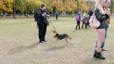 Kyiv, Ukrayna - 6 Ekim 2019: sokak köpeklerinin sergisi. Köpek O