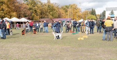 Kyiv, Ukrayna - 6 Ekim 2019: sokak köpeklerinin sergisi. Köpek O
