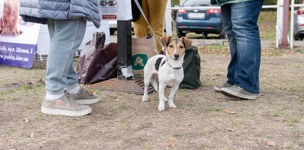 Kiev, Ukraina - 6 oktober 2019: utställning av herrelösa hundar. Hund O — Stockfoto