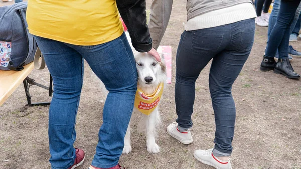 Kijów, Ukraina - 6 października 2019: wystawa bezpańskich psów. Pies O — Zdjęcie stockowe