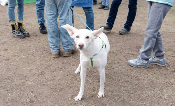 Kiev, Ukraina - 6 oktober 2019: utställning av herrelösa hundar. Hund O — Stockfoto