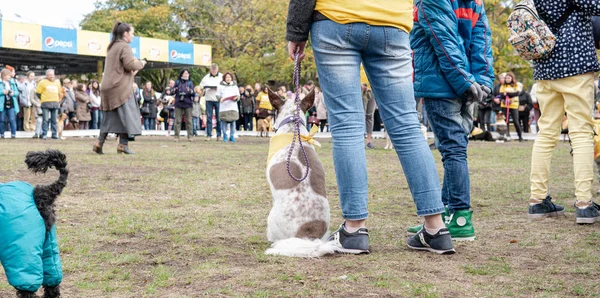 Киев, Украина - 6 октября 2019 года: выставка бродячих собак. Dog O — стоковое фото