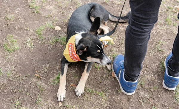 Kiev, Ukraina - 6 oktober 2019: utställning av herrelösa hundar. Hund O — Stockfoto